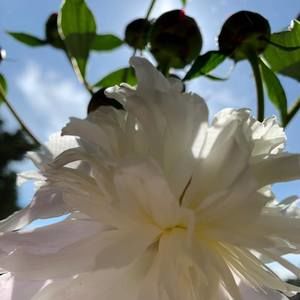 Meet your Posher, Traci